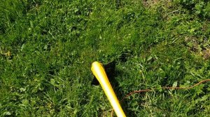 Kolner KET-300 Первый покос. Самая дешевая электрокоса.