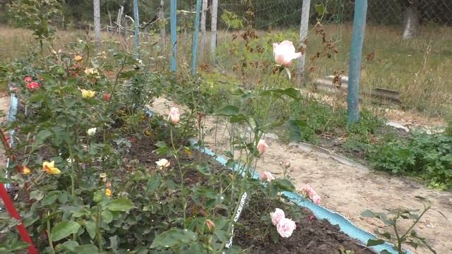 Розы уходящего лета. Какие сорта роз цветут последними.Сезон осень 2019 смотреть онлайн