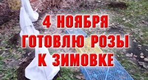 4 ноября. Готовлю розы к зимовке.mp4