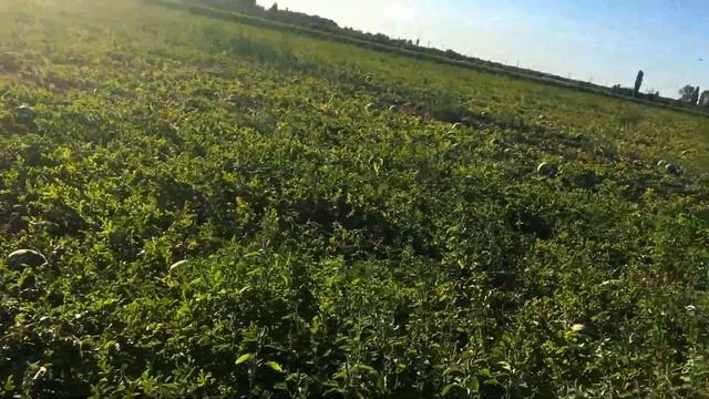 Сдаем арбуз по суходолу.Чем плох подсолнечник? смотреть онлайн