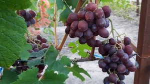 НОВИНКИ!!! ГФ Винограда ВАСИЛЁК и ЧАРОДЕЙ (Калугин В.М.). 18.08.2023г.