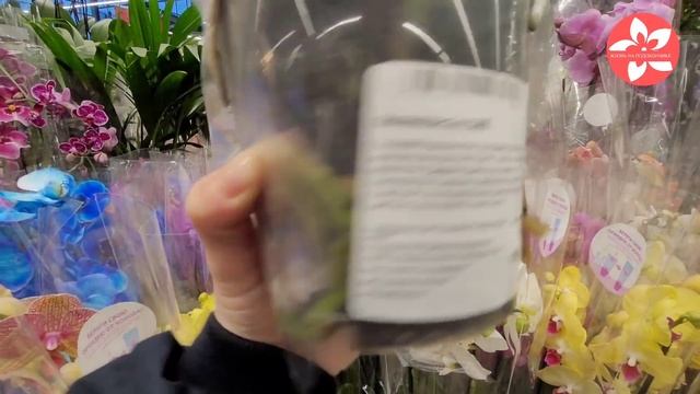 Обзор орхидей в ОБИ на Боровском шоссе в Москве 08.12.21 смотреть онлайн