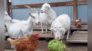 Ягнята Белого Дорпера, окот 2022/ Lambs of the White Dorper, 2022.