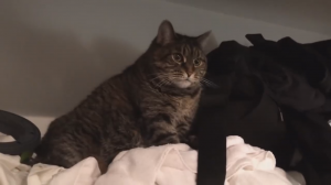 Кот не хочет уходить