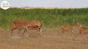 На сайгачьих водопоях