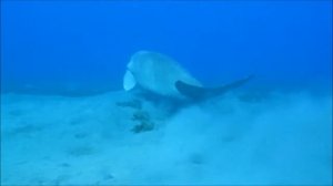 Dugong Dugon