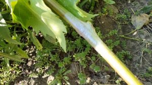 Результат окулировки почкой на почку без пробуждения. Окулировка винограда.