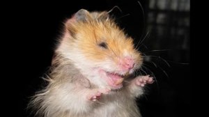 Страшная история: Говорящий хомяк