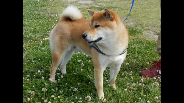 Copenhagen - City Tours - Amager Strandpark / Amager Beach 2015 08 02 смотреть онлайн