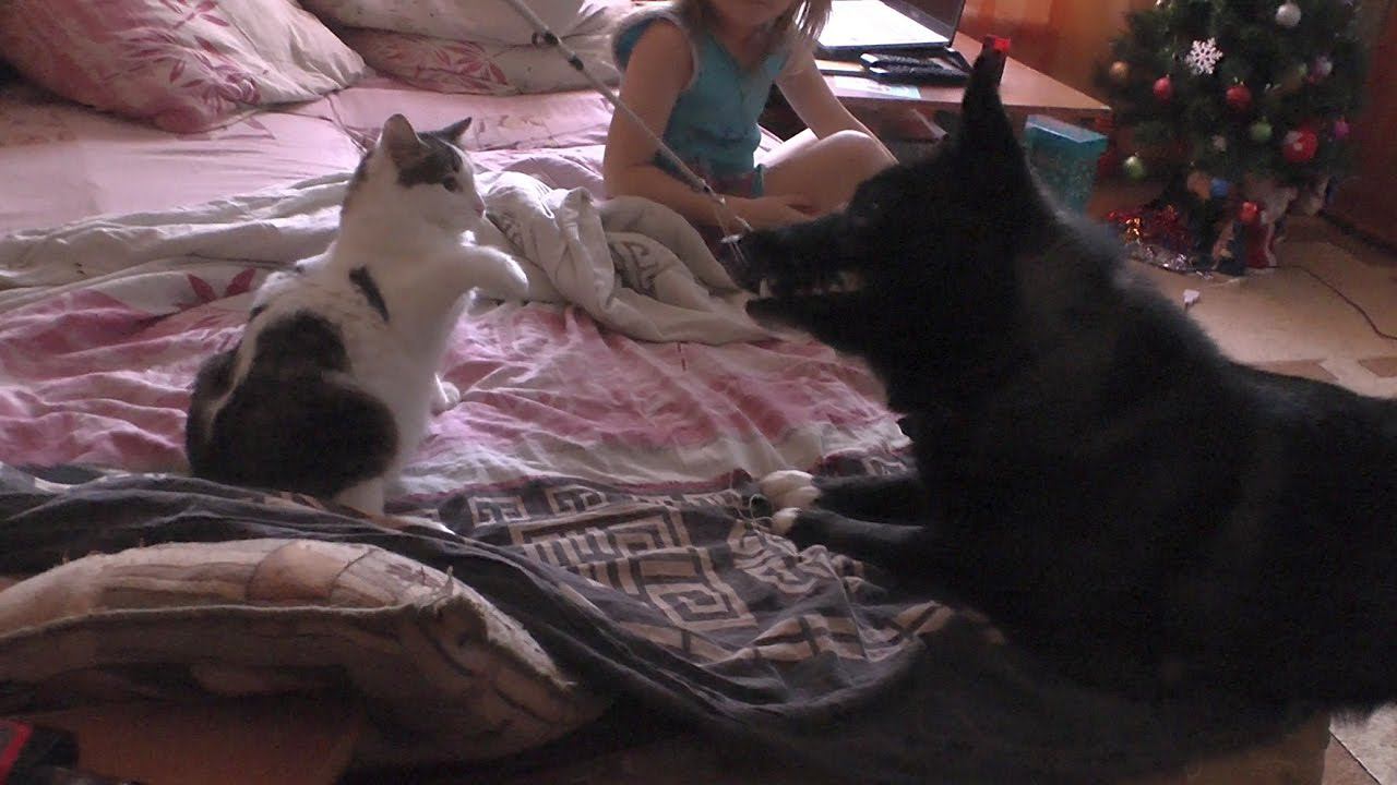 Лайк, я думал ты вырос, а ты еще ребёнок..))) смотреть онлайн