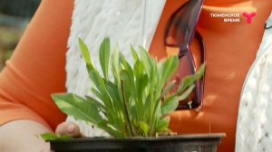 «Ленивый» сад