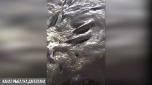 Огромные Косяки Прудовой Рыбы Рыбалка в Дагестане
