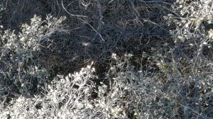 Buck 3 - Autel Evo II Dual 640T V3