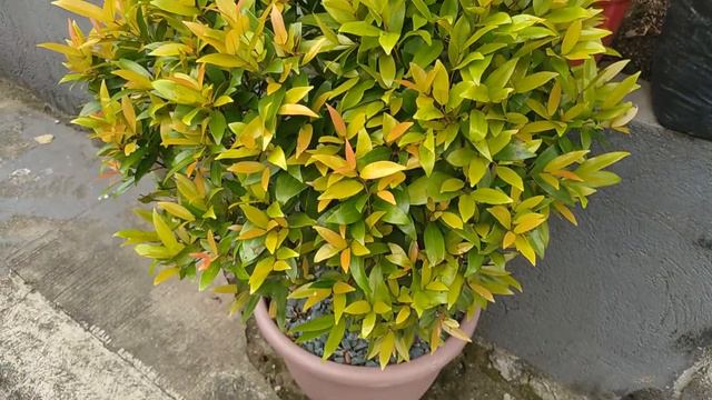 Outdoor Plants Tour  || Outdoor Plant Collection || Plant Tour