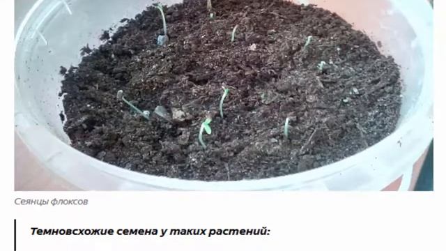 Какие семена всходят на свету, а какие в темноте смотреть онлайн