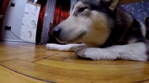 УРААА!!! НАС 50 000 !!! Обзор лакомств для собак и наши любимые вкусняшки :)