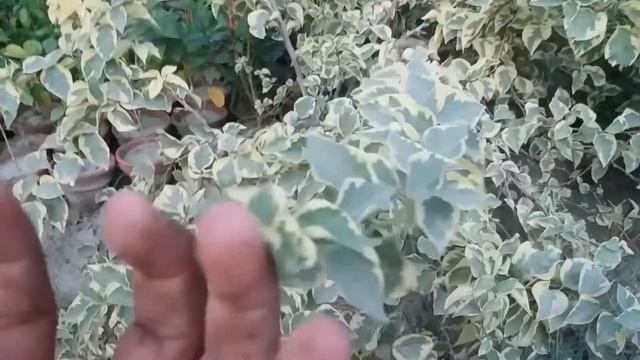 how to care varigatar bougain villea plant,and growing tips.bougain villea outdoor plant