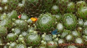 Молодило паутинистое (sempervivum) ? паутинистое молодило обзор: как сажать, рассада молодила