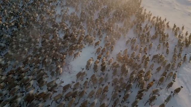 What is the difference between caribou and reindeer? | Ask a Scientist