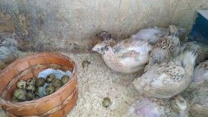 Перепелки несут яйца прям на подстилку. Сбор яиц без яйце-сборника )))