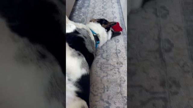 Lazy Corgi does incredible 180 off his back