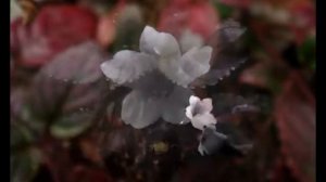 Гемиграфис