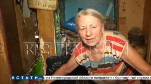 Свою квартиру в помойку с десятками полуживых кошек, превратила жительница Сормовского района