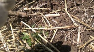 коп в августе.mp4