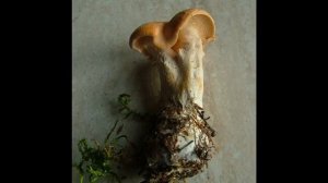 Albatrellus confluens