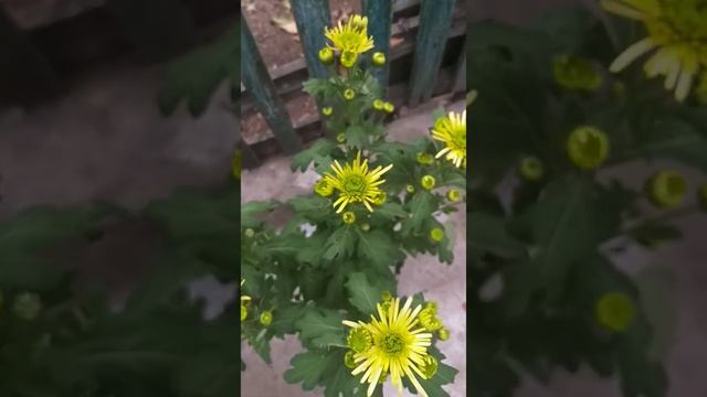 Yellow-green chrysanthemum?Жёлто-зелёная хризантема? #shorts