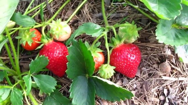 Клубника сорт 2019 г. VR - 4. Верхозин Юрий. смотреть онлайн