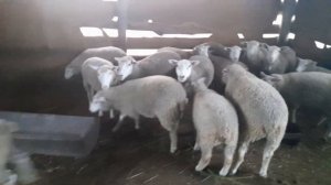 Покупка ташлинских овец(тексель)