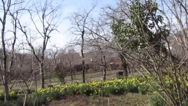 наконец то солнышко пригрело мое нарциссовое поле смотреть онлайн