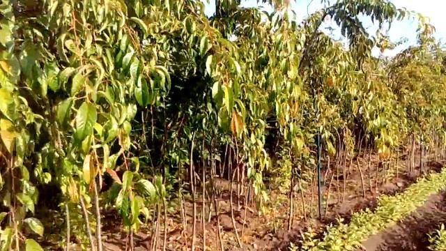 Плакуча сакура Кіку-шидаре,яка вона літом? смотреть онлайн