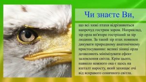 «Глаз как у орла»