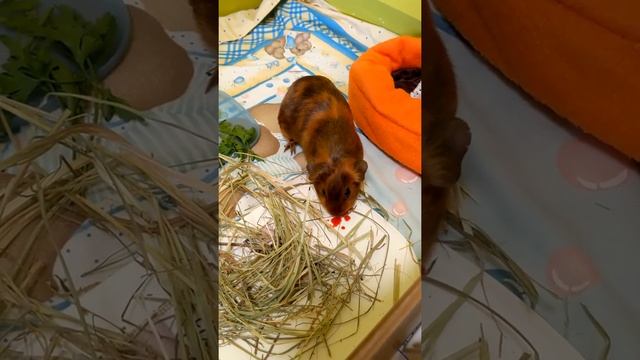 Первое утро, знакомство и заселение морских свинок. Как назвали? / Introducing guinea piggies смотреть онлайн