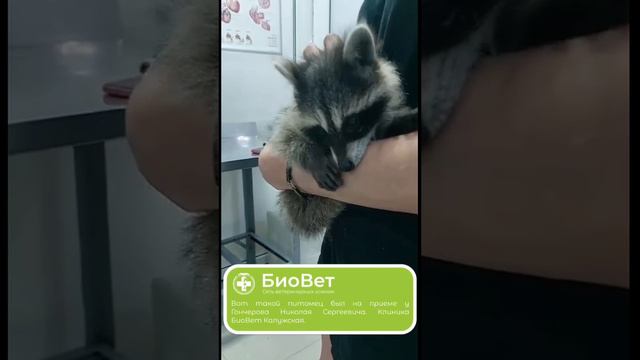 Вот такой питомец был на приеме у Гончерова Николая Сергеевича. Клиника БиоВет Калужская.