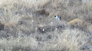 Лис встретился с котом- будет-ли схватка или нет??The fox met with a cat, will there be a fight...