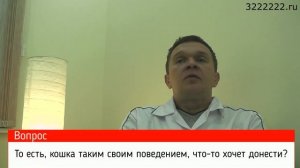 Почему кошка стала писать где попало