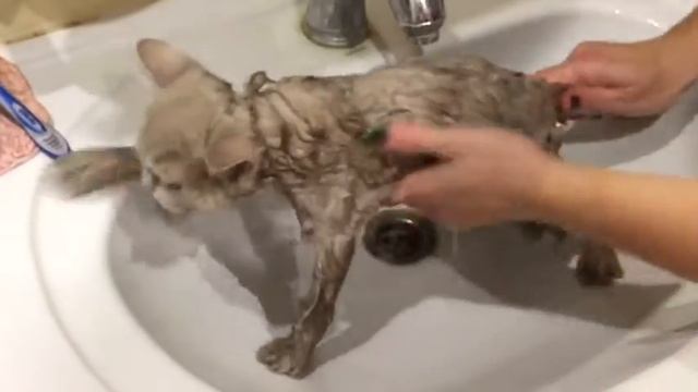 Как искупать кошку. Как помыть кошку. Уход за длинной шерстью