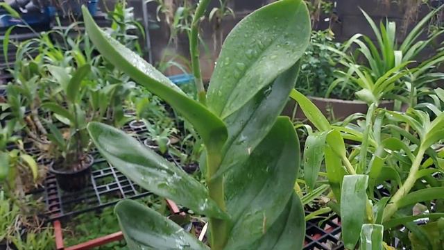 หวายเบ็ตตี้ ก็อตโตะ หวายเก่า น่าสะสม สวยและบานทน смотреть онлайн