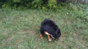 Бернской зенненхунд собака швейцарская овчарка дикие животные