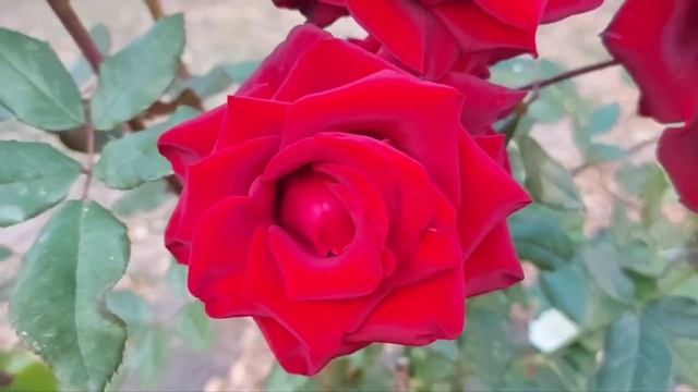 -Ты разрушила всю романтику. Заставляешь меня работать, забираешь машину. Я ухожу,- написал Андрей смотреть онлайн