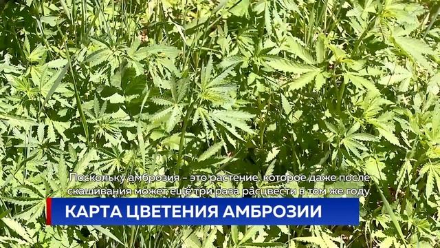 КАРТА ЦВЕТЕНИЯ АМБРОЗИИ смотреть онлайн