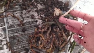 Можно ли спасти орхидею если она засохла? Можно.)