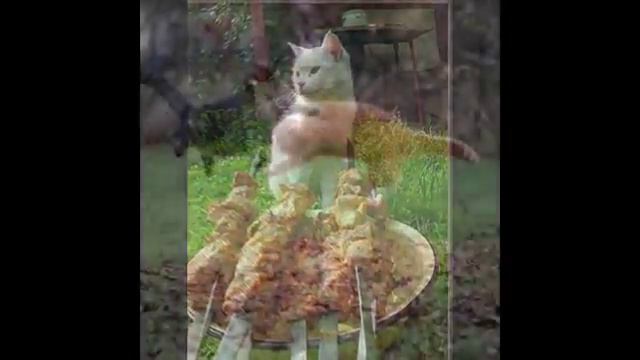 ПРИКОЛЬНЫЕ ФОТО 4 КОТЭ 2 смотреть онлайн