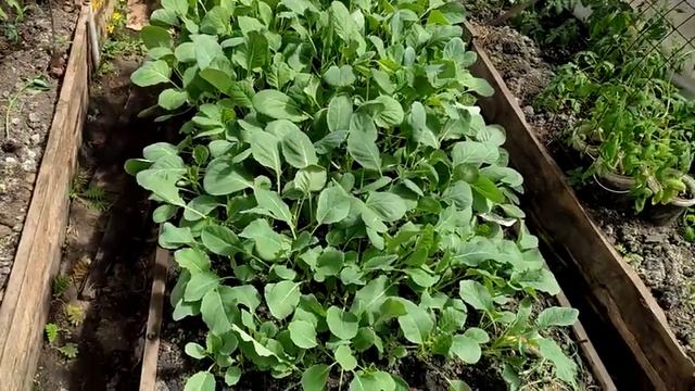 У нас ЧП! Везу маму в больницу. Забрали сваху и поехали с детьми по магазинам. Жизнь семьи в деревн смотреть онлайн