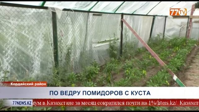 ПО ВЕДРУ ПОМИДОРОВ С КУСТА смотреть онлайн
