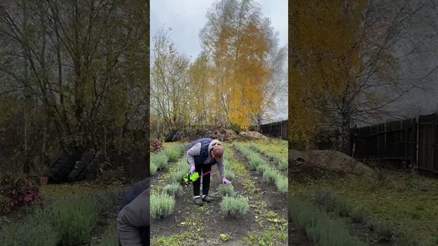 Осенняя стрижка лаванды