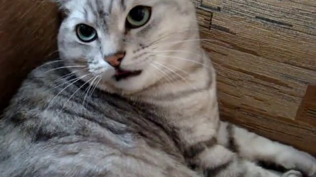 Злобный котяра,смотреть всем! смотреть онлайн